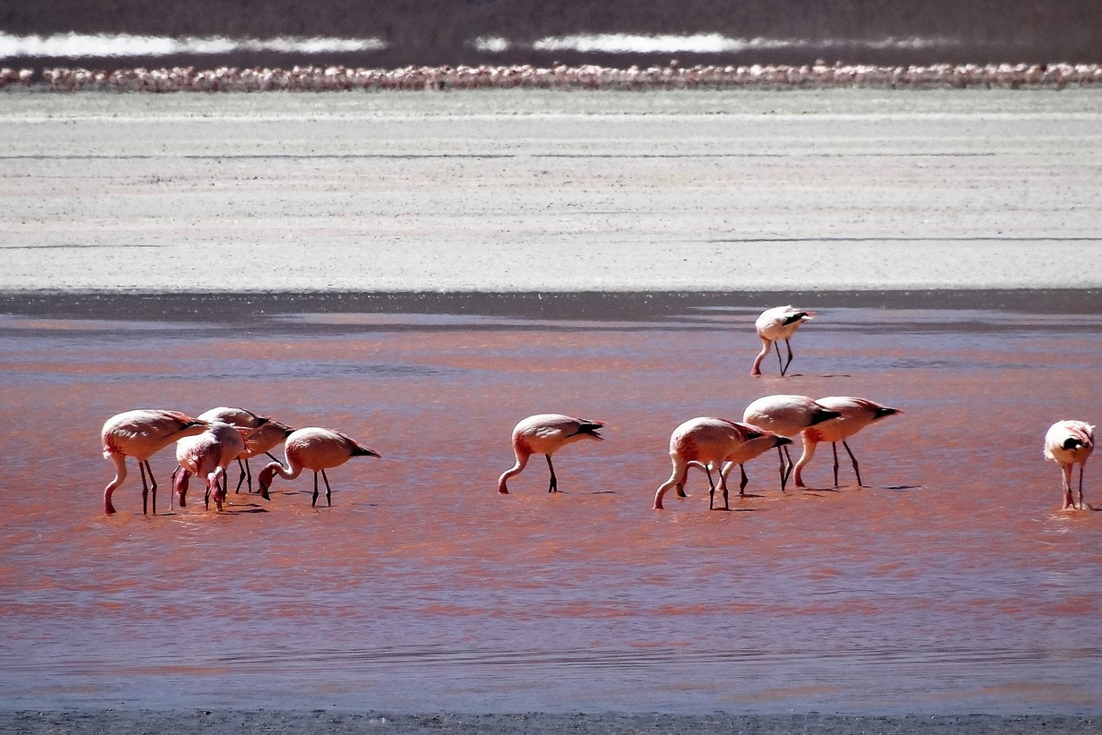 Salar-de-Uyuni laguna colorada