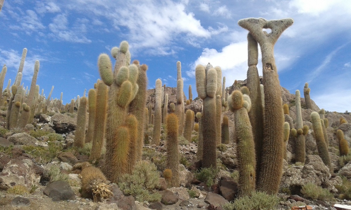 salar-de-uyuni Isla de los Pescados